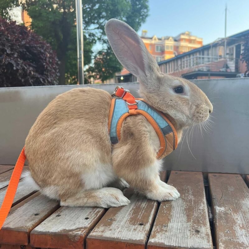 Adjustable Bunny Harness